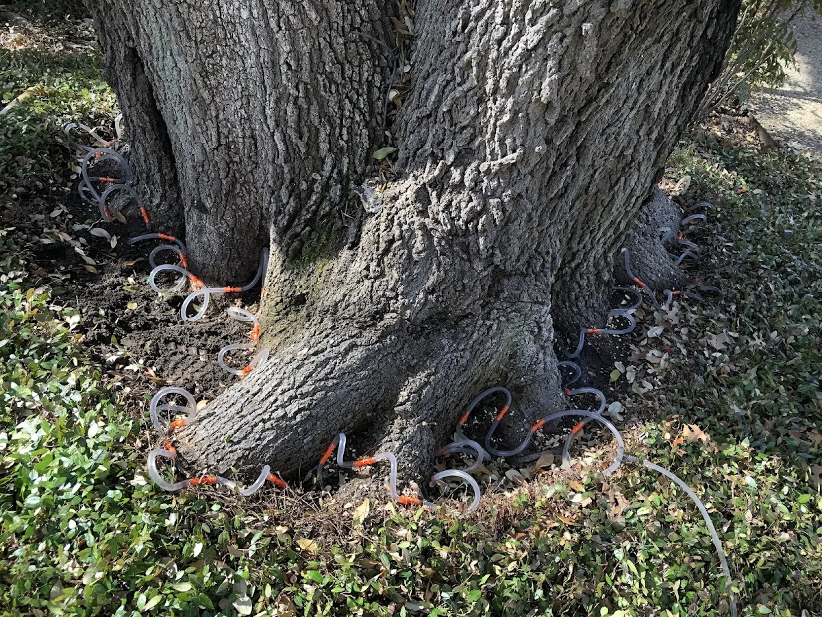 Detailed Tree Cabling and Bracing job site in Braceville